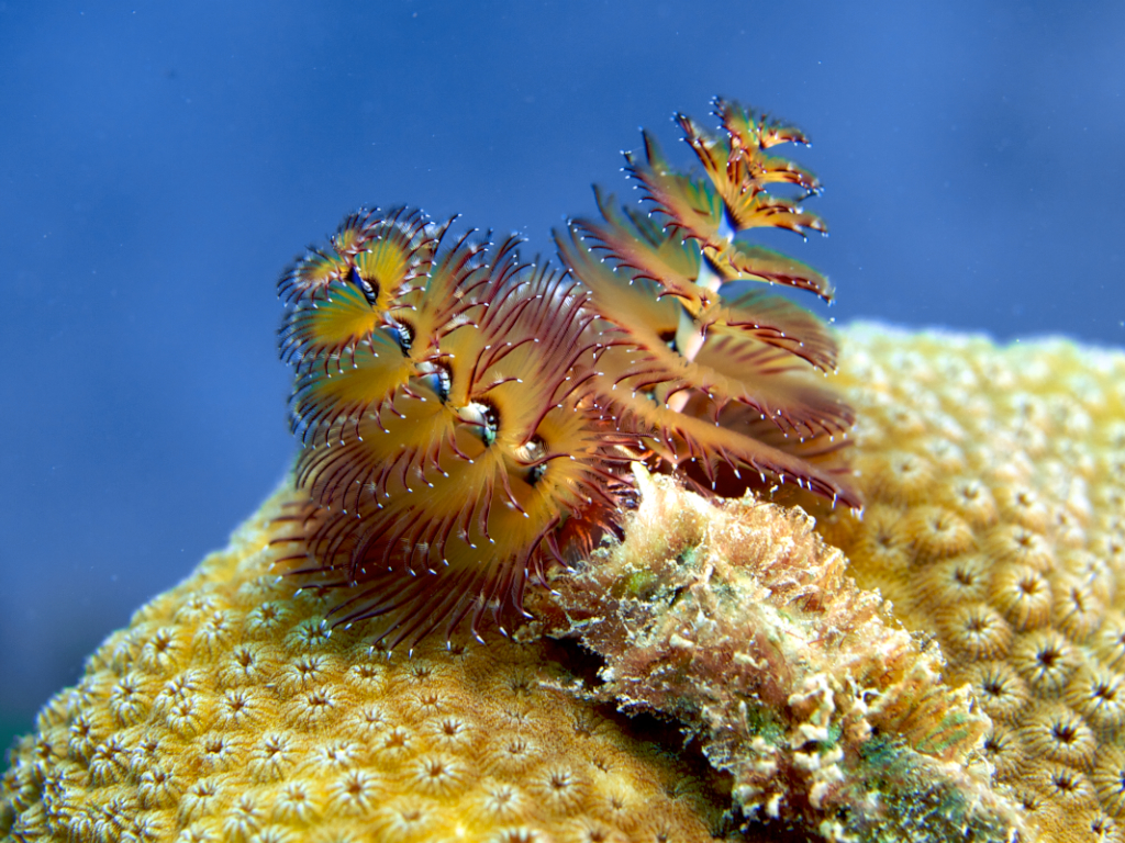 87 Recomended Christmas tree worm names Serial Anime for iPhone Wallpaper Wallpapers