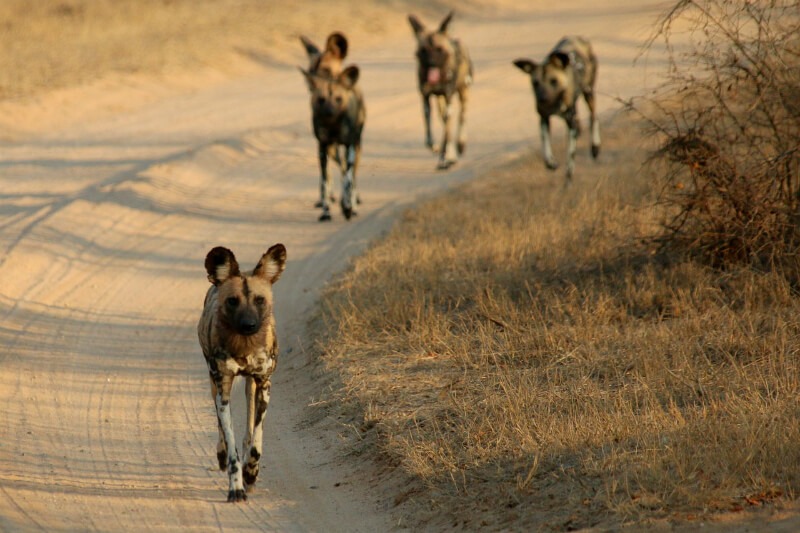 Kruger National Park: Best National Parks To Photograph